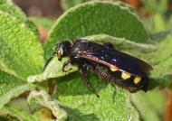Wasp (Cerceris sp.)
