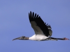 American Wood Stork