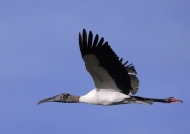 American Wood Stork