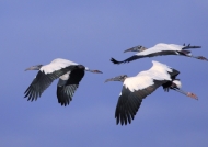 American Wood Storks