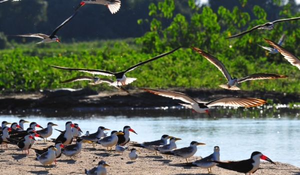 Black Skimmers and Terns