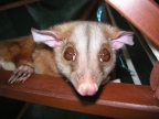 Tamed Woolly Opossum