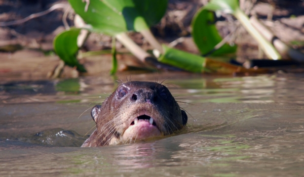 Giant Otter swimming