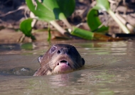 Giant Otter swimming