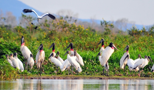 Meeting of Jabiru Storks