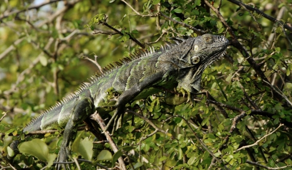 Female Green Iguana