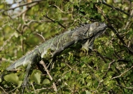 Female Green Iguana
