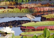 Striated Heron on Water Lilies