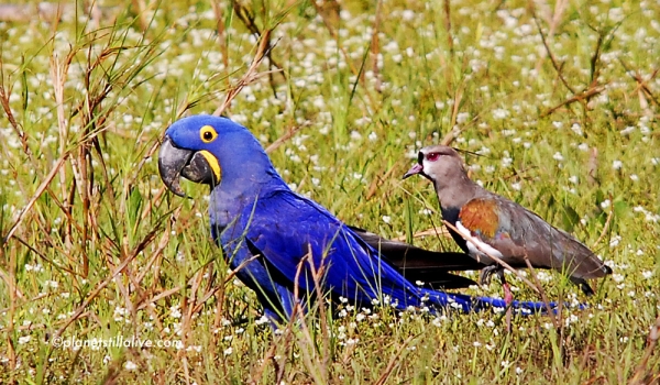 Hyacinth Macaw & Lapwing