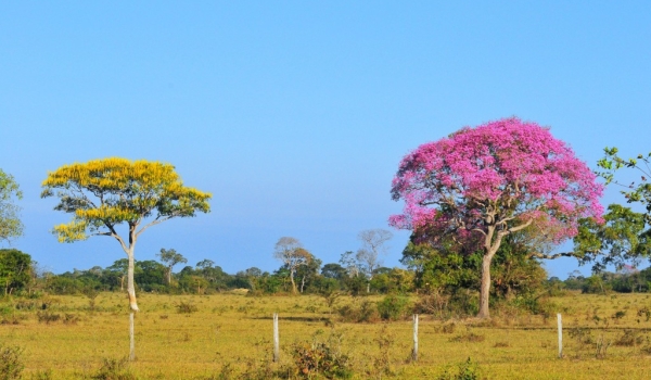 Cambará & Pink Trumpet Tree