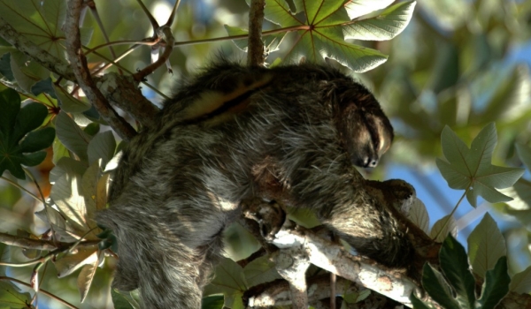 Adult Sloth