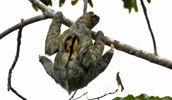 Adult Sloth