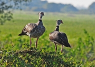Southern Screamers