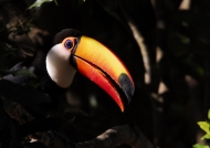 Pantanal – Toco Toucan
