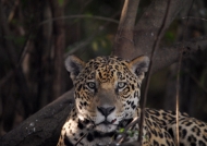 Pantanal – Mammals