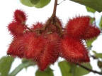 Achiote tree fruit