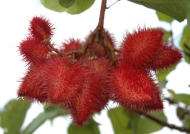 Achiote tree fruit