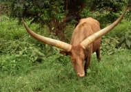 Ankole-watusi Cattle