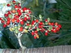 Christmas Palm tree fruit