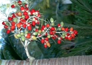 Christmas Palm tree fruit