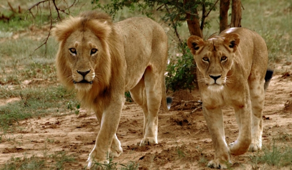 Couple of lions