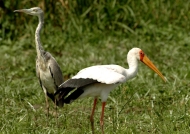 Yellow-billed Stork & Heron