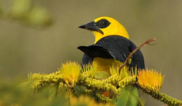 Colombia – Oriole Blackbird