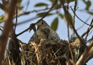 Scaled Dove with a chick