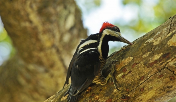f. crimson-crested woodpecker