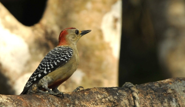 m. Red-crowned Woodpecker