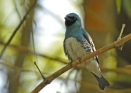 Male Swallow Tanager