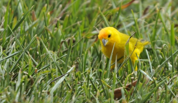 Orange-fronted Yellow Finch