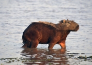 Los Llanos – Capybaras