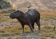 Capybara with its bodyguard