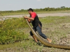 llanos-giant anaconda
