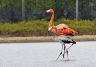 Flamingo with Juvenile