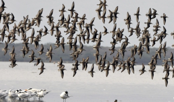 Flock of Sanderlings