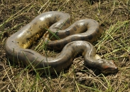 Male anaconda