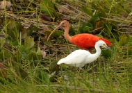 Scarlet Ibis & Snowy Egret