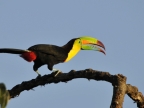 Colombia – Birds