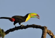 Colombia – Birds