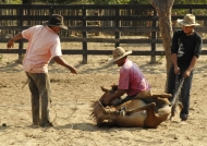 Cowboys preparing the horse