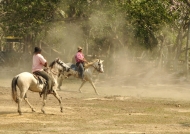 Cowboys gathering horses