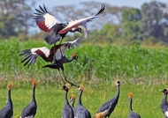 Crowned Cranes