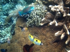 Parrotfish & Butterflyfishes