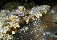 Crocodile Fish head