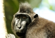 Crested Macaque