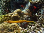 Golden Trumpetfish