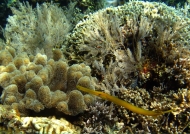 Golden Trumpetfish