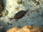 male Spotted Boxfish